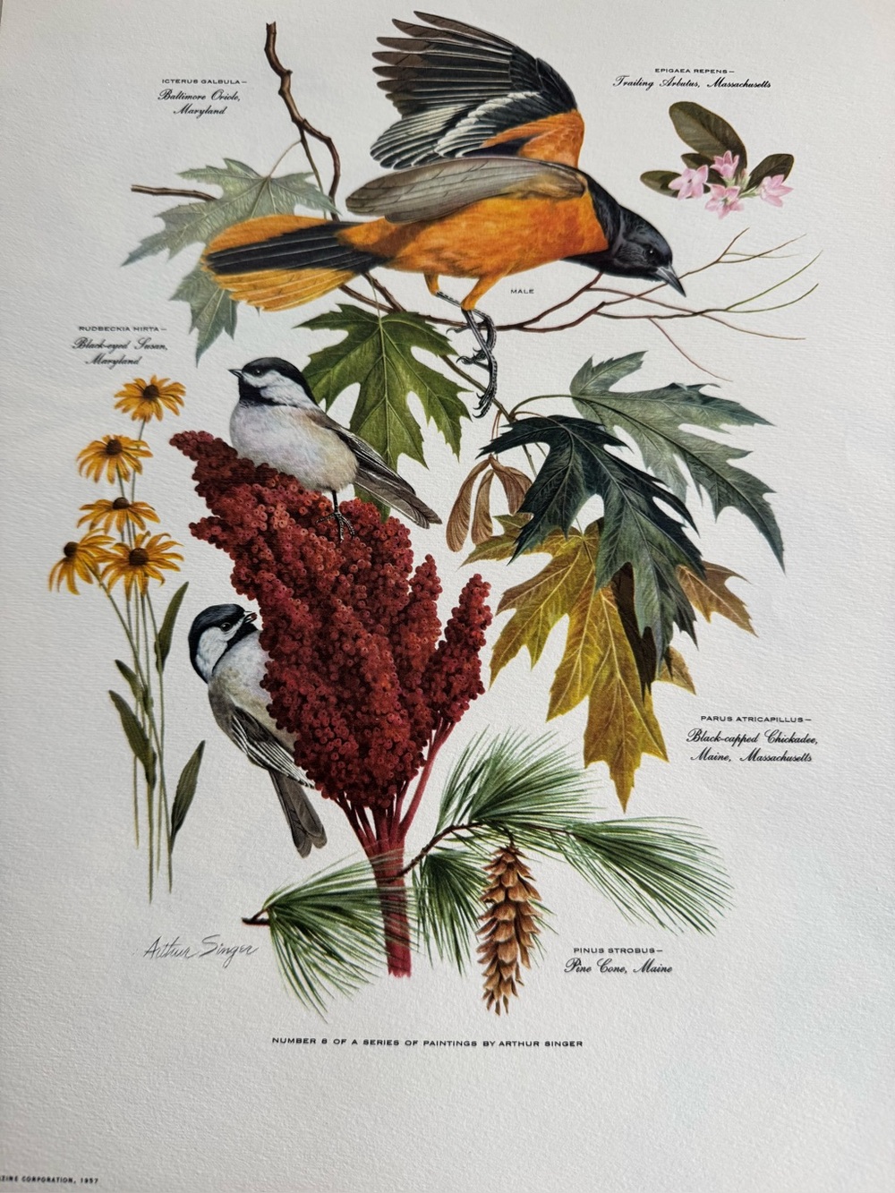 Botanical Art Prints Featuring 10 prints - Picture 5 of 12